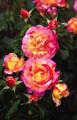 Camille Rose Seedlings Flower Seeds Perennial Growing Bonsai Corms Tubers Potted Planting Reblooming Fragrant Garden Roots Rhizomes Species Blooms Plant Bulbs Gardening Tree