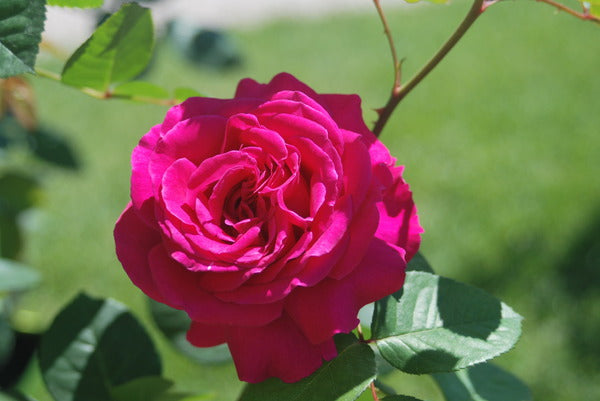 Chartreuse Rose Seedlings Flower Seeds Perennial Growing Bonsai Corms ...