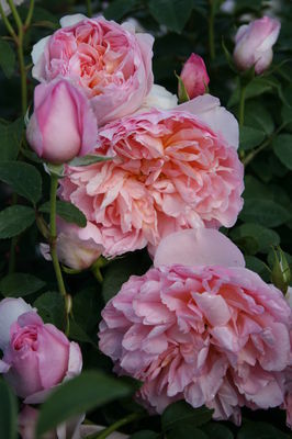Dame Rose Seedlings Flower Seeds Perennial Growing Bonsai Corms Tubers Potted Planting Reblooming Fragrant Garden Roots Rhizomes Species Blooms Plant Bulbs Gardening Tree - Seedsplant