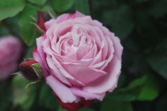 Dieter Rose Seedlings Flower Seeds Perennial Growing Bonsai Corms Tubers Potted Planting Reblooming Fragrant Garden Roots Rhizomes Species Blooms Plant Bulbs Gardening Tree