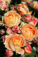 Dolce Rose Seedlings Flower Seeds Perennial Growing Bonsai Corms Tubers Potted Planting Reblooming Fragrant Garden Roots Rhizomes Species Blooms Plant Bulbs Gardening Tree - Seedsplant