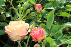 Dolce Rose Seedlings Flower Seeds Perennial Growing Bonsai Corms Tubers Potted Planting Reblooming Fragrant Garden Roots Rhizomes Species Blooms Plant Bulbs Gardening Tree - Seedsplant
