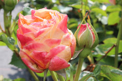 Dolce Rose Seedlings Flower Seeds Perennial Growing Bonsai Corms Tubers Potted Planting Reblooming Fragrant Garden Roots Rhizomes Species Blooms Plant Bulbs Gardening Tree - Seedsplant
