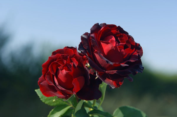 Heinz Rose Seedlings Flower Seeds Perennial Growing Bonsai Corms Tubers Potted Planting Reblooming Fragrant Garden Roots Rhizomes Species Blooms Plant Bulbs Gardening Tree