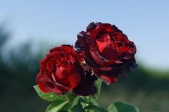 Heinz Rose Seedlings Flower Seeds Perennial Growing Bonsai Corms Tubers Potted Planting Reblooming Fragrant Garden Roots Rhizomes Species Blooms Plant Bulbs Gardening Tree