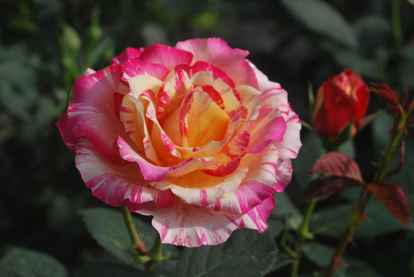 Maurice Rose Seedlings Flower Seeds Perennial Growing Bonsai Corms Tubers Potted Planting Reblooming Fragrant Garden Roots Rhizomes Species Blooms Plant Bulbs Gardening Tree