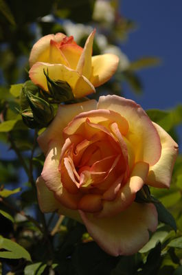 Parure Rose Seedlings Flower Seeds Perennial Growing Bonsai Corms Tubers Potted Planting Reblooming Fragrant Garden Roots Rhizomes Species Blooms Plant Bulbs Gardening Tree