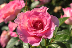 Light Pink Rose Seedlings Flower Seeds Perennial Growing Bonsai Corms Tubers Potted Planting Reblooming Fragrant Garden Roots Rhizomes Species Blooms Plant Bulbs Gardening Tree - Seedsplant