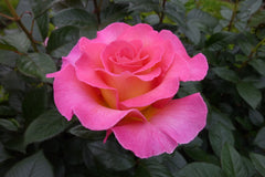 Light Pink Rose Seedlings Flower Seeds Perennial Growing Bonsai Corms Tubers Potted Planting Reblooming Fragrant Garden Roots Rhizomes Species Blooms Plant Bulbs Gardening Tree - Seedsplant