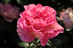 Light Pink Rose Seedlings Flower Seeds Perennial Growing Bonsai Corms Tubers Potted Planting Reblooming Fragrant Garden Roots Rhizomes Species Blooms Plant Bulbs Gardening Tree - Seedsplant