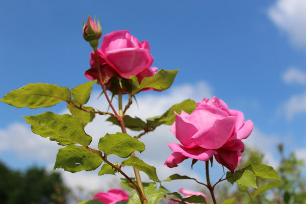 Pompadour Rose Seedlings Flower Seeds Perennial Growing Bonsai Corms Tubers Potted Planting Reblooming Fragrant Garden Roots Rhizomes Species Blooms Plant Bulbs Gardening Tree