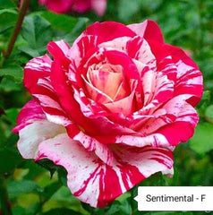 Sentiment Rose Seedlings Flower Seeds Perennial Growing Bonsai Corms Tubers Potted Planting Reblooming Fragrant Garden Roots Rhizomes Species Blooms Plant Bulbs Gardening Tree - Seedsplant