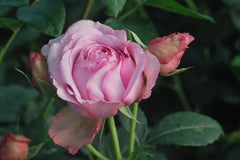 Louis Rose Seedlings Flower Seeds Perennial Growing Bonsai Corms Tubers Potted Planting Reblooming Fragrant Garden Roots Rhizomes Species Blooms Plant Bulbs Gardening Tree