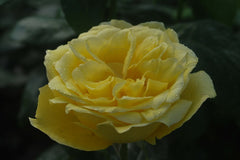 Souvenir Rose Seedlings Flower Seeds Perennial Growing Bonsai Corms Tubers Potted Planting Reblooming Fragrant Garden Roots Rhizomes Species Blooms Plant Bulbs Gardening Tree - Seedsplant