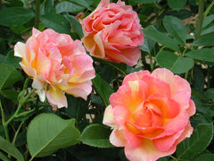 Parisienne Rose Seedlings Flower Seeds Perennial Growing Bonsai Corms Tubers Potted Planting Reblooming Fragrant Garden Roots Rhizomes Species Blooms Plant Bulbs Gardening Tree