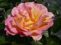 Parisienne Rose Seedlings Flower Seeds Perennial Growing Bonsai Corms Tubers Potted Planting Reblooming Fragrant Garden Roots Rhizomes Species Blooms Plant Bulbs Gardening Tree