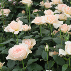 Chandos Beauty Rose Seedlings Flower Seeds Perennial Growing Bonsai Corms Tubers Potted Planting Reblooming Fragrant Garden Roots Rhizomes Species Blooms Plant Bulbs Gardening Tree