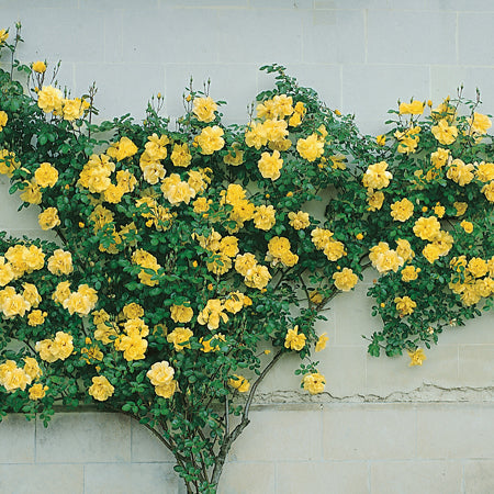 Golden Showers Rose Plant Seedlings Flower Seeds Perennial Growing Bonsai Corms Tubers Potted Planting Reblooming Fragrant Garden Roots Rhizomes Species Blooms Bulbs Gardening Tree