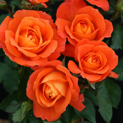 Super Trouper Rose Seedlings Flower Seeds Perennial Growing Bonsai Corms Tubers Potted Planting Reblooming Fragrant Garden Roots Rhizomes Species Blooms Plant Bulbs Gardening Tree