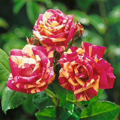 abracadabra rose seeds Abracadabra Rose Seedlings Flower Seeds Perennial Growing Bonsai Corms Tubers Potted Planting Reblooming Fragrant Garden Roots Rhizomes Species Blooms Plant Bulbs Gardening Tree