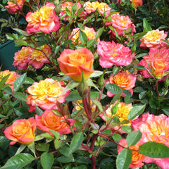 Mandarin Rose Seedlings Flower Seeds Perennial Growing Bonsai Corms Tubers Potted Planting Reblooming Fragrant Garden Roots Rhizomes Species Blooms Plant Bulbs Gardening Tree - Seedsplant