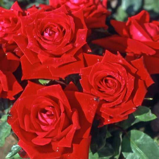Remembrance Rose Seedlings Flower Seeds Perennial Growing Bonsai Corms Tubers Potted Planting Reblooming Fragrant Garden Roots Rhizomes Species Blooms Plant Bulbs Gardening Tree - Seedsplant