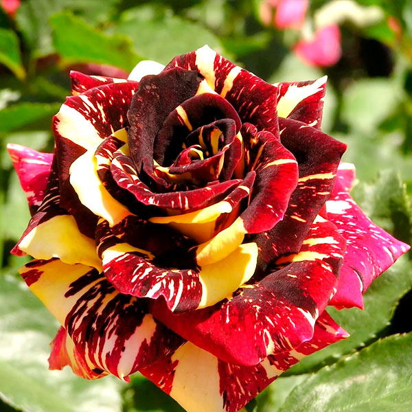 Rainbow Rose Seedlings Flower Seeds Perennial Growing Bonsai Corms Tubers Potted Planting Reblooming Fragrant Garden Roots Rhizomes Species Blooms Plant Bulbs Gardening Tree - Seedsplant