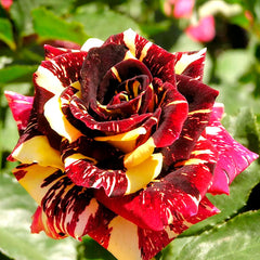 Rainbow Rose Seedlings Flower Seeds Perennial Growing Bonsai Corms Tubers Potted Planting Reblooming Fragrant Garden Roots Rhizomes Species Blooms Plant Bulbs Gardening Tree - Seedsplant