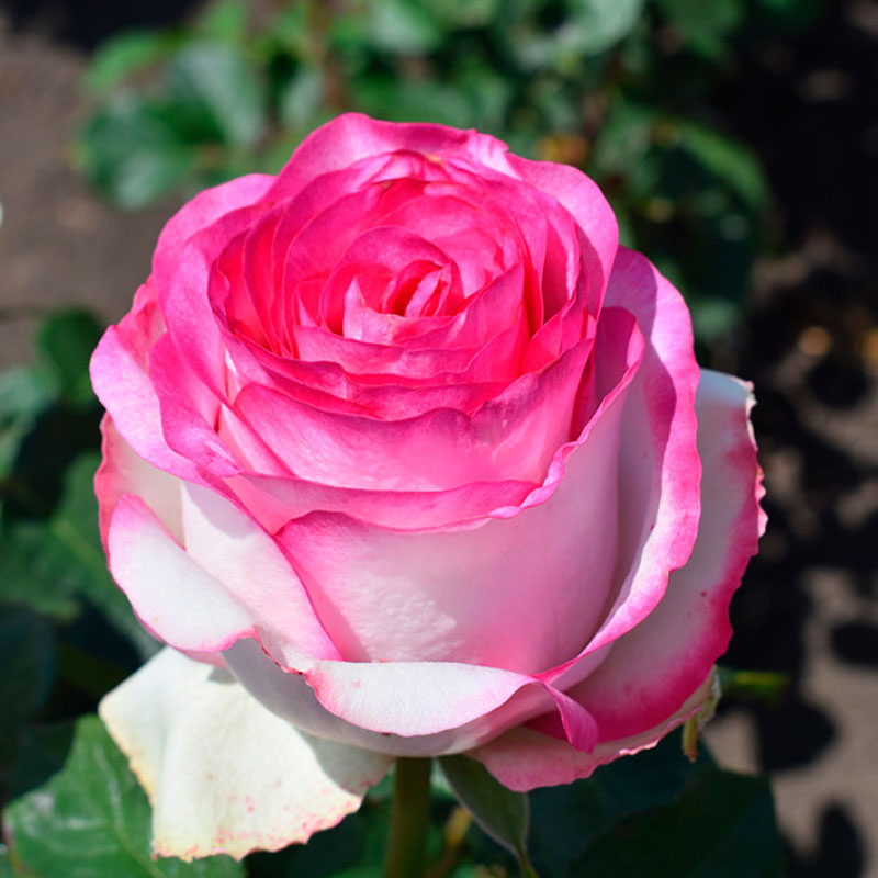 Pale Pink Rose Seedlings Flower Seeds Perennial Growing Bonsai Corms Tubers Potted Planting Reblooming Fragrant Garden Roots Rhizomes Species Blooms Plant Bulbs Gardening Tree - Seedsplant