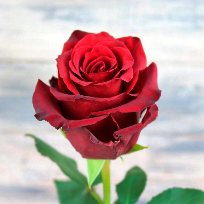 Explorer Rose Seedlings Flower Seeds Perennial Growing Bonsai Corms Tubers Potted Planting Reblooming Fragrant Garden Roots Rhizomes Species Blooms Plant Bulbs Gardening Tree