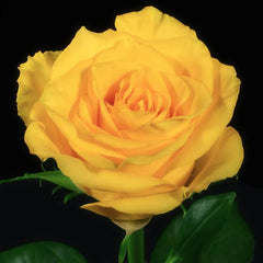 Hybrid Yellow Rose Seedlings Flower Seeds Perennial Growing Bonsai Corms Tubers Potted Planting Reblooming Fragrant Garden Roots Rhizomes Species Blooms Plant Bulbs Gardening Tree