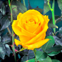 Hummer Rose Seedlings Flower Seeds Perennial Growing Bonsai Corms Tubers Potted Planting Reblooming Fragrant Garden Roots Rhizomes Species Blooms Plant Bulbs Gardening Tree - Seedsplant