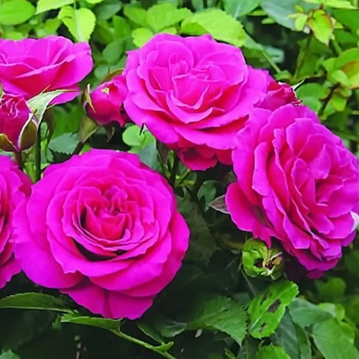 Floribonda Rose Seedlings Flower Seeds Perennial Growing Bonsai Corms Tubers Potted Planting Reblooming Fragrant Garden Roots Rhizomes Species Blooms Plant Bulbs Gardening Tree