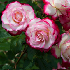 Monaco Rose Seedlings Flower Seeds Perennial Growing Bonsai Corms Tubers Potted Planting Reblooming Fragrant Garden Roots Rhizomes Species Blooms Plant Bulbs Gardening Tree