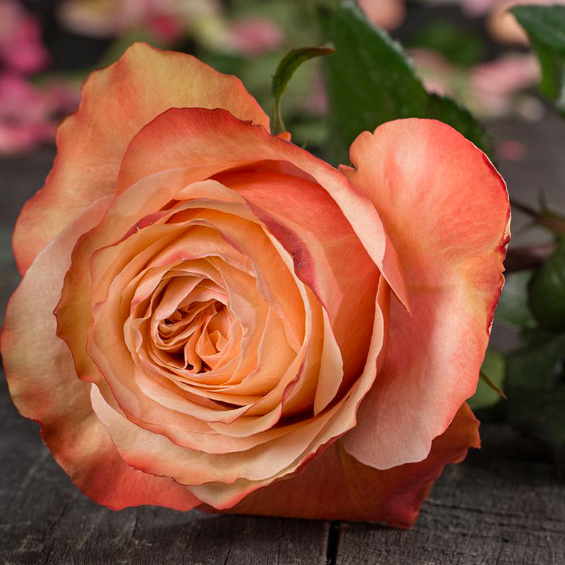 Kahala Rose Seedlings Flower Seeds Perennial Growing Bonsai Corms