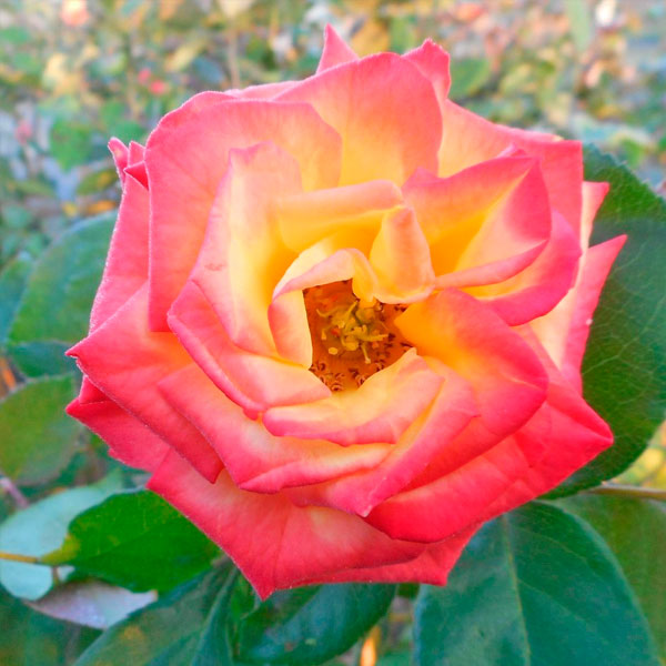 Hybrid  Rose Seedlings Flower Seeds Perennial Growing Bonsai Corms Tubers Potted Planting Reblooming Fragrant Garden Roots Rhizomes Species Blooms Plant Bulbs Gardening Tree