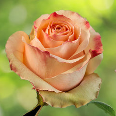 Carp Rose Seedlings Flower Seeds Perennial Growing Bonsai Corms Tubers Potted Planting Reblooming Fragrant Garden Roots Rhizomes Species Blooms Plant Bulbs Gardening Tree - Seedsplant