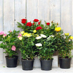 Cordana Rose Seedlings Flower Seeds Perennial Growing Bonsai Corms Tubers Potted Planting Reblooming Fragrant Garden Roots Rhizomes Species Blooms Plant Bulbs Gardening Tree