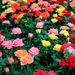 Variety Rose Seedlings Flower Seeds Perennial Growing Bonsai Corms Tubers Potted Planting Reblooming Fragrant Garden Roots Rhizomes Species Blooms Plant Bulbs Gardening Tree