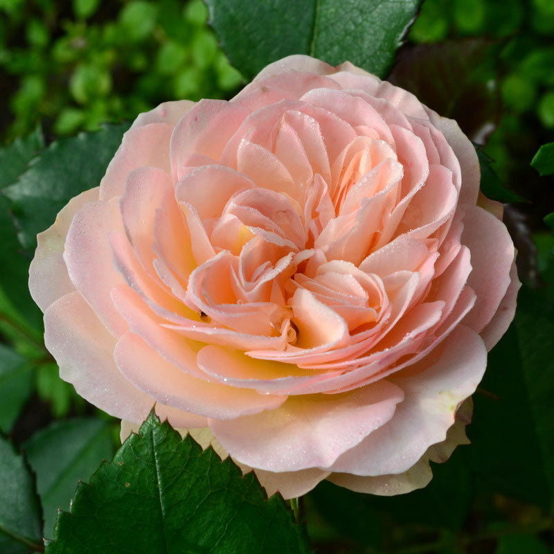 Powder Rose Seedlings Flower Seeds Perennial Growing Bonsai Corms Tubers Potted Planting Reblooming Fragrant Garden Roots Rhizomes Species Blooms Plant Bulbs Gardening Tree - Seedsplant