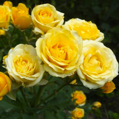 Spray Rose Seedlings Flower Seeds Perennial Growing Bonsai Corms Tubers Potted Planting Reblooming Fragrant Garden Roots Rhizomes Species Blooms Plant Bulbs Gardening Tree