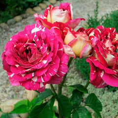 Pink Spray Rose Plant Seedlings Flower Seeds Perennial Growing Bonsai Corms Tubers Potted Planting Reblooming Fragrant Garden Roots Rhizomes Species Blooms Bulbs Gardening Tree