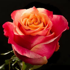 Blend Rose Seedlings Flower Seeds Perennial Growing Bonsai Corms Tubers Potted Planting Reblooming Fragrant Garden Roots Rhizomes Species Blooms Plant Bulbs Gardening Tree