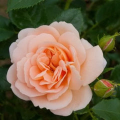 Geisha Hybrid Rose Seedlings Flower Seeds Perennial Growing Bonsai Corms Tubers Potted Planting Reblooming Fragrant Garden Roots Rhizomes Species Blooms Plant Bulbs Gardening Tree