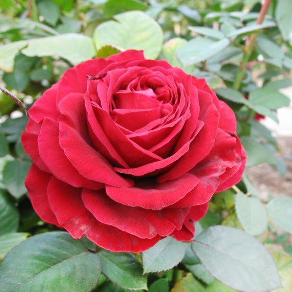 Floribonda Rose Seedlings Flower Seeds Perennial Growing Bonsai Corms Tubers Potted Planting Reblooming Fragrant Garden Roots Rhizomes Species Blooms Plant Bulbs Gardening Tree