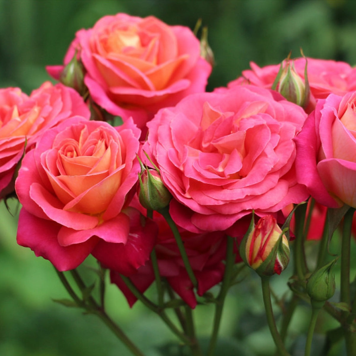 Midsammer Rose Seedlings Flower Seeds Perennial Growing Bonsai Corms Tubers Potted Planting Reblooming Fragrant Garden Roots Rhizomes Species Blooms Plant Bulbs Gardening Tree