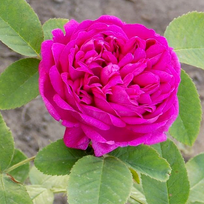 Jeanne Rose Seedlings Flower Seeds Perennial Growing Bonsai Corms Tubers Potted Planting Reblooming Fragrant Garden Roots Rhizomes Species Blooms Plant Bulbs Gardening Tree