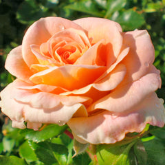Mixed Cream Rose Seedlings Flower Seeds Perennial Growing Bonsai Corms Tubers Potted Planting Reblooming Fragrant Garden Roots Rhizomes Species Blooms Plant Bulbs Gardening Tree