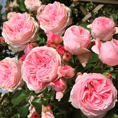 Jardina Rose Seedlings Flower Seeds Perennial Growing Bonsai Corms Tubers Potted Planting Reblooming Fragrant Garden Roots Rhizomes Species Blooms Plant Bulbs Gardening Tree