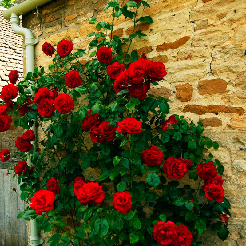 Red Rose Seedlings Flower Seeds Perennial Growing Bonsai Corms Tubers Potted Planting Reblooming Fragrant Garden Roots Rhizomes Species Blooms Plant Bulbs Gardening Tree - Seedsplant
